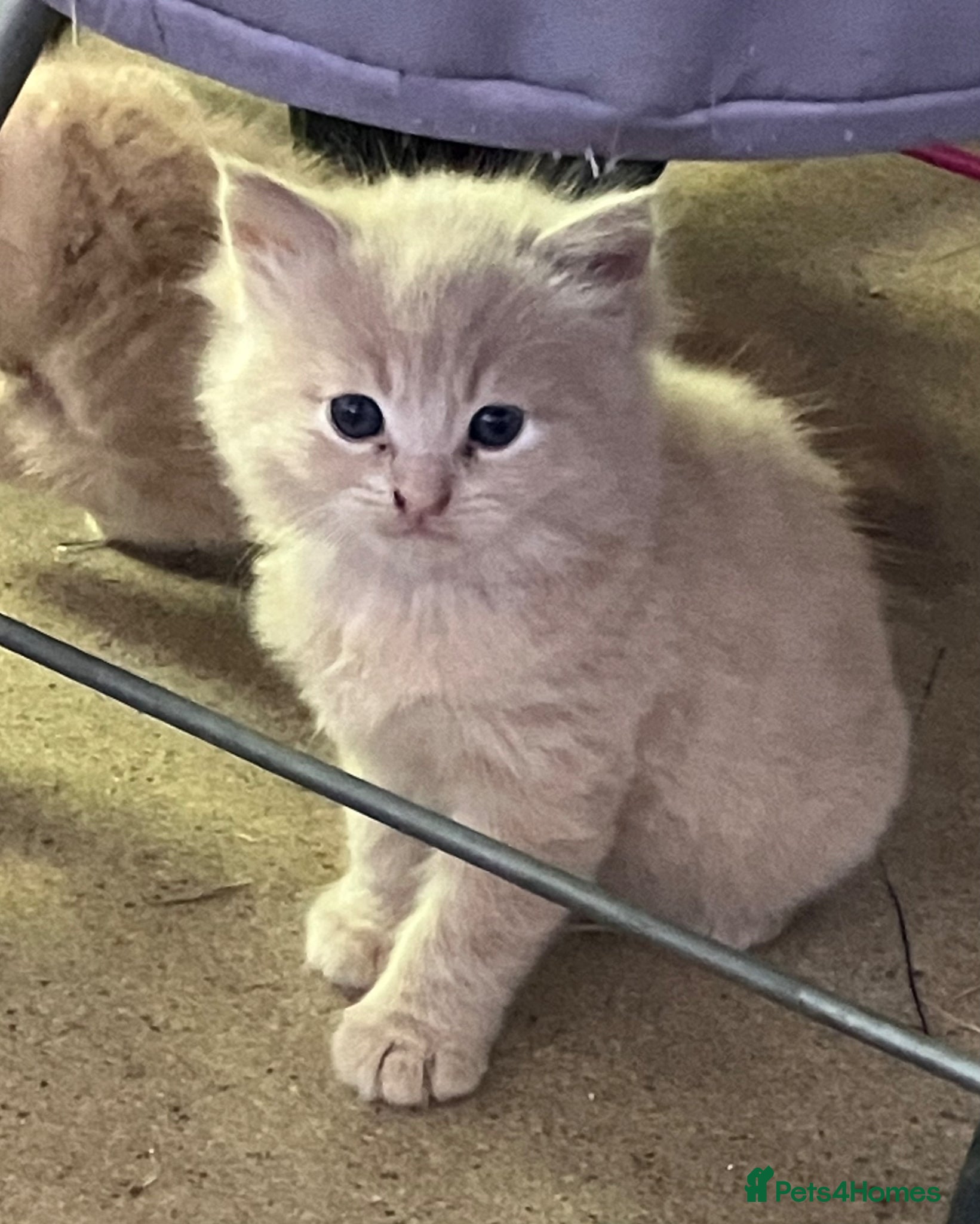 Mixed Breed cats for sale: Gorgeous ragdoll cross kittens  - Advert 2