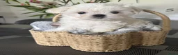 Maltese dogs for sale: Tiny KC Korean Maltese Puppies🩷🩵 - Advert 6