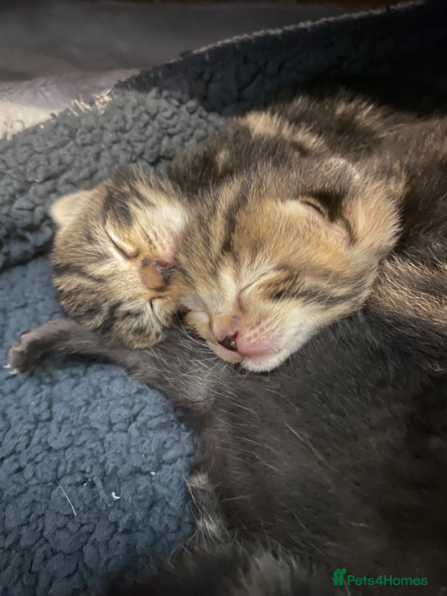 Mixed Breed cats Beautiful marbled kittens - Advert 6