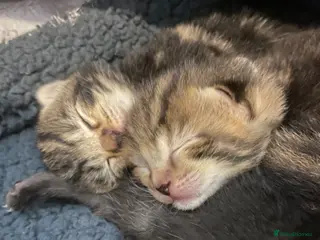 Mixed Breed cats Beautiful marbled kittens - Advert 6