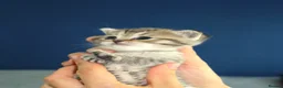 British Shorthair cats for sale: Gorgeous Golden Tabby ✨ British Shorthair Kitten ⭐ - Advert 12