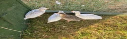 Guinea Fowl poultry for sale: Guinea fowl keets  - Advert 3