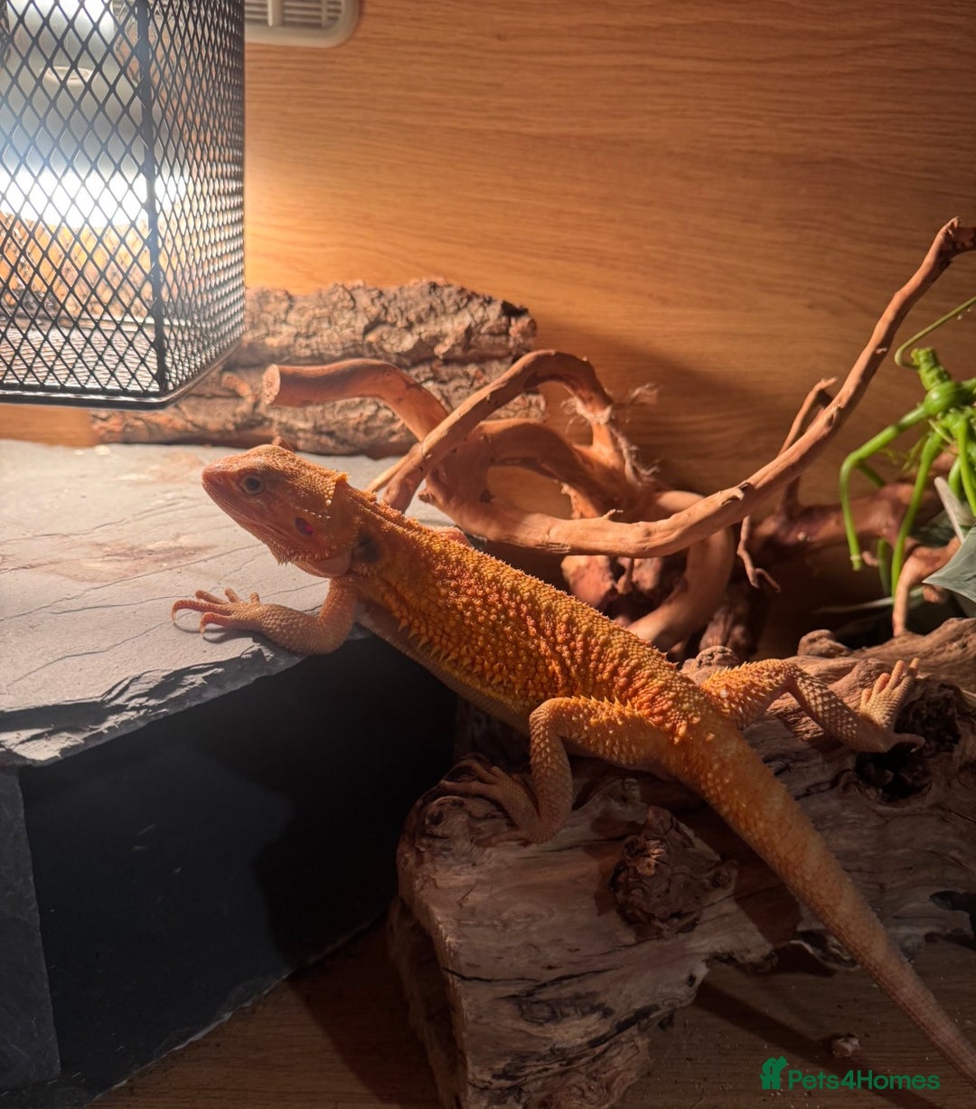 Bearded Dragon reptiles for sale: Orange Hypo Female Bearded dragon & set up - Advert 7