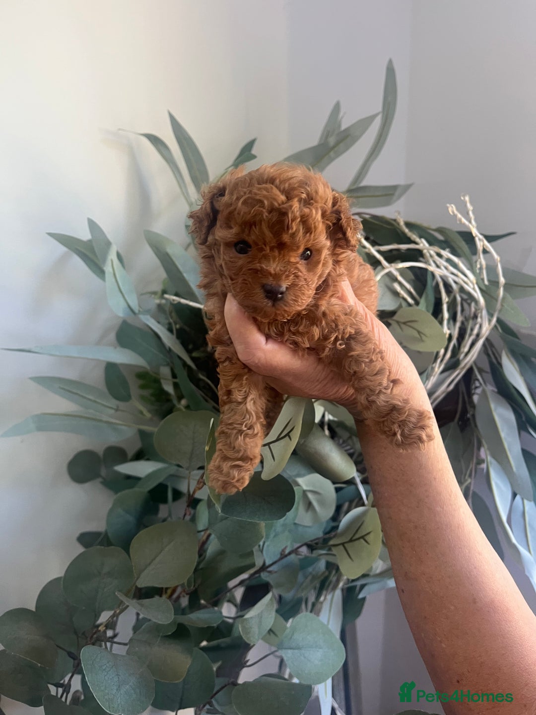 Toy Poodle dogs for sale: Deep red toy poodle puppies available 🧸  - Image 9