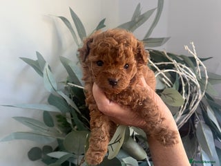Toy Poodle dogs - Advert 2