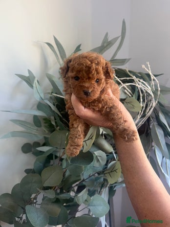Toy Poodle dogs - Advert 4