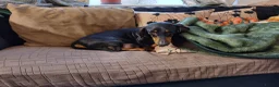 Miniature Dachshund dogs for sale: 4 dachshund puppies very cute KC reg pedigree  - Advert 7