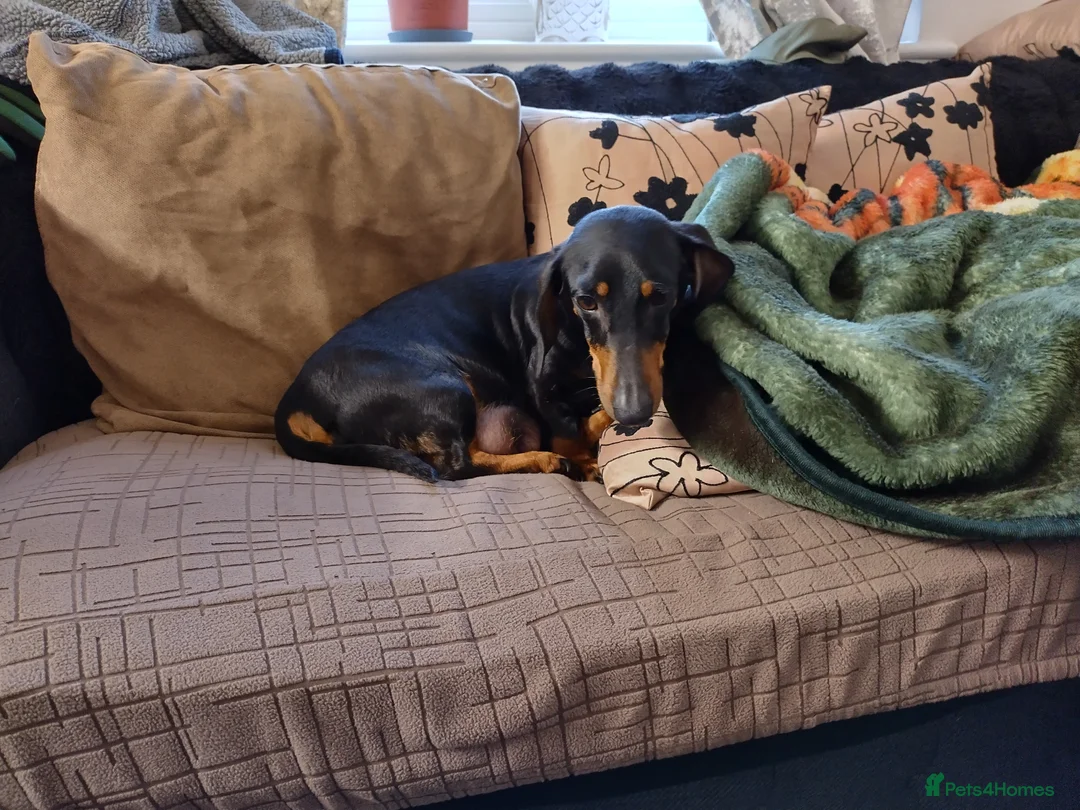 Miniature Dachshund dogs for sale: 4 dachshund puppies very cute KC reg pedigree  - Advert 7