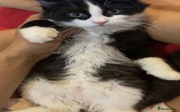 British Longhair cats for sale: british long hair  - Image 19