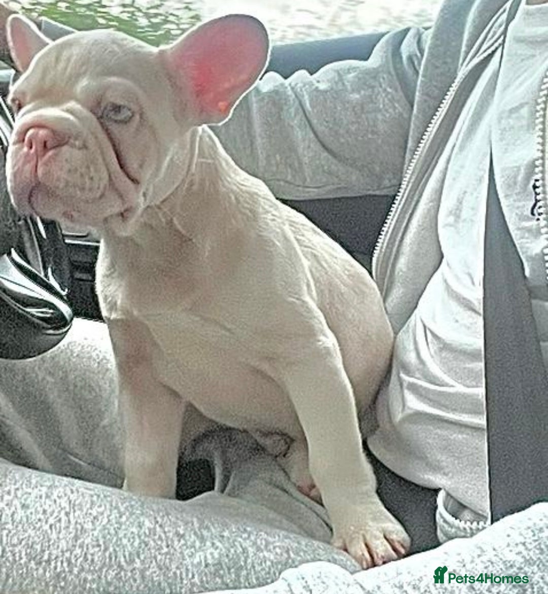 French Bulldog dogs for sale: Caramel Pink Husky Koi Male Puppy - Advert 13