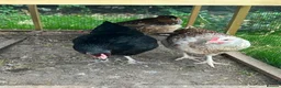 Chickens poultry for sale: Hybrid Hens - Advert 4