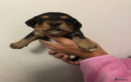 Mixed Breed dogs for sale: Jackapoo cross dachshund puppy’s  - Advert 2