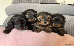 Cavapoochon dogs for sale: Gorgeous Black and Brown Cavapoo Puppies - Image 1