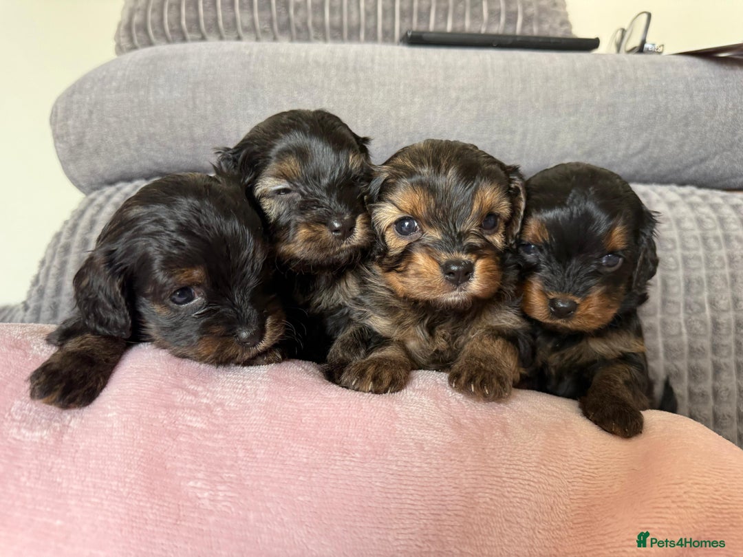 Cavapoochon dogs for sale: Gorgeous Black and Brown Cavapoo Puppies - Image 1