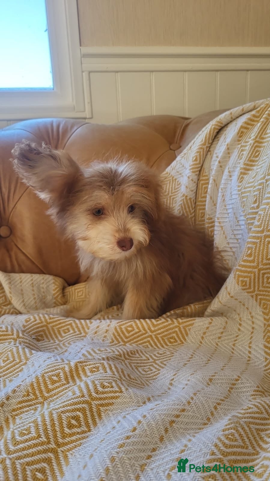 Mixed Breed dogs Pomskpoos - Advert 13