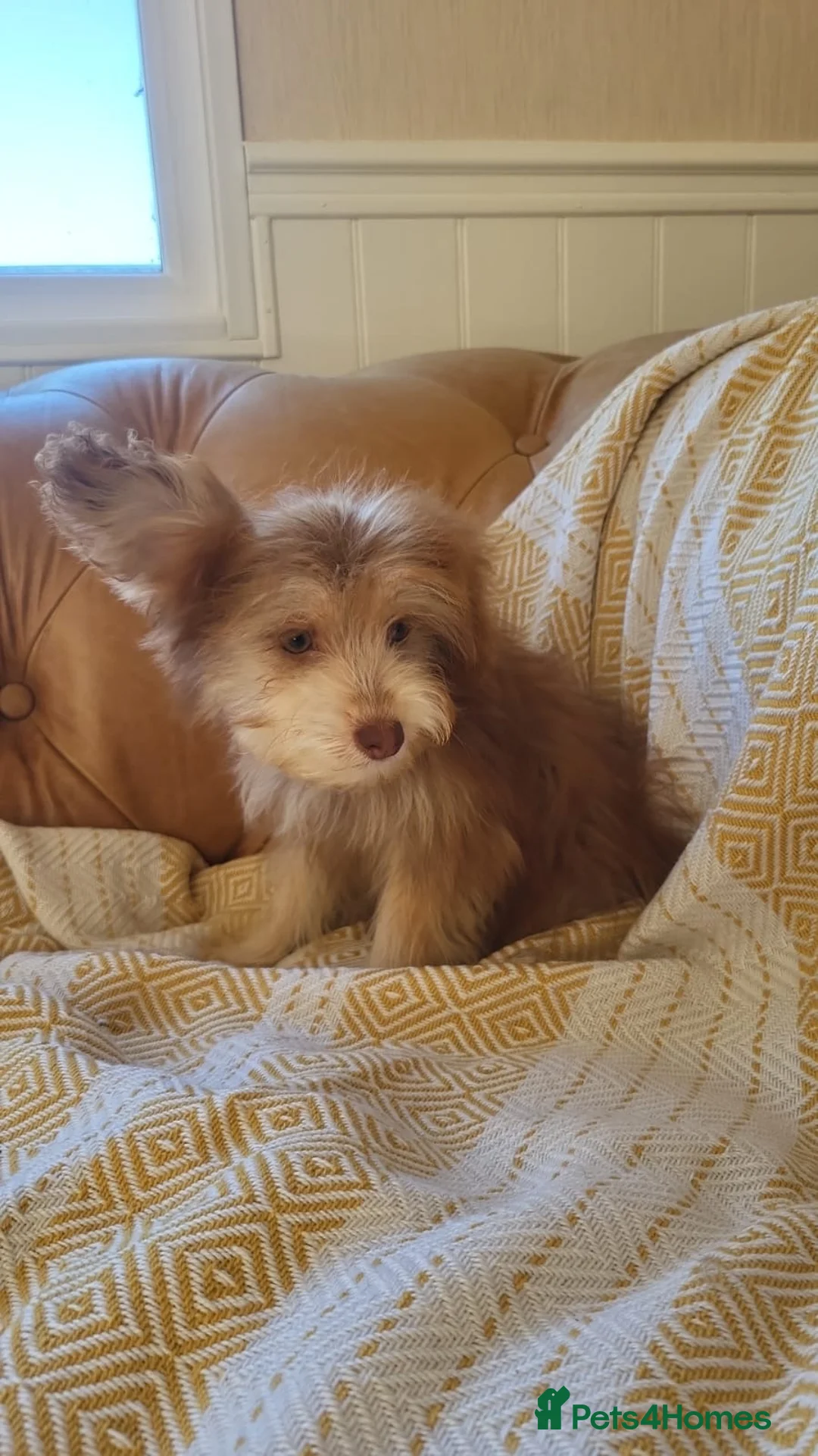 Mixed Breed dogs for sale: Pomskpoos - Advert 1