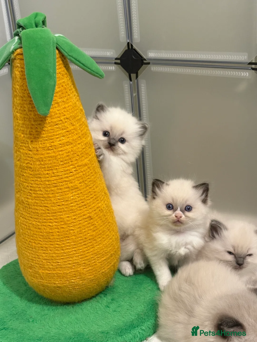 Ragdoll cats for sale: 2 boys ready now - Advert 24