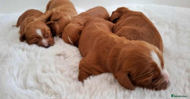 Cavalier King Charles Spaniel dogs - Advert 11