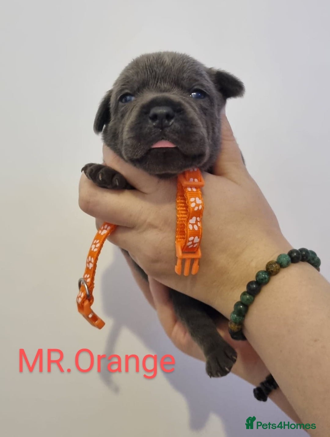 Staffordshire Bull Terrier dogs for sale: Beautifull blue staff puppies for sale  - Advert 13