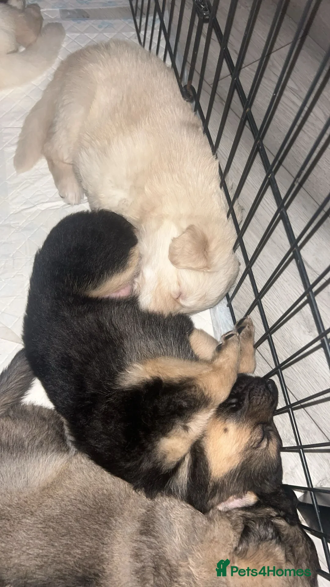 German Shepherd dogs for sale: German shepherd puppies - Advert 5
