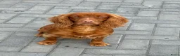 Cockapoo dogs for sale: Deep Red Cockapoo Puppies - Advert 11