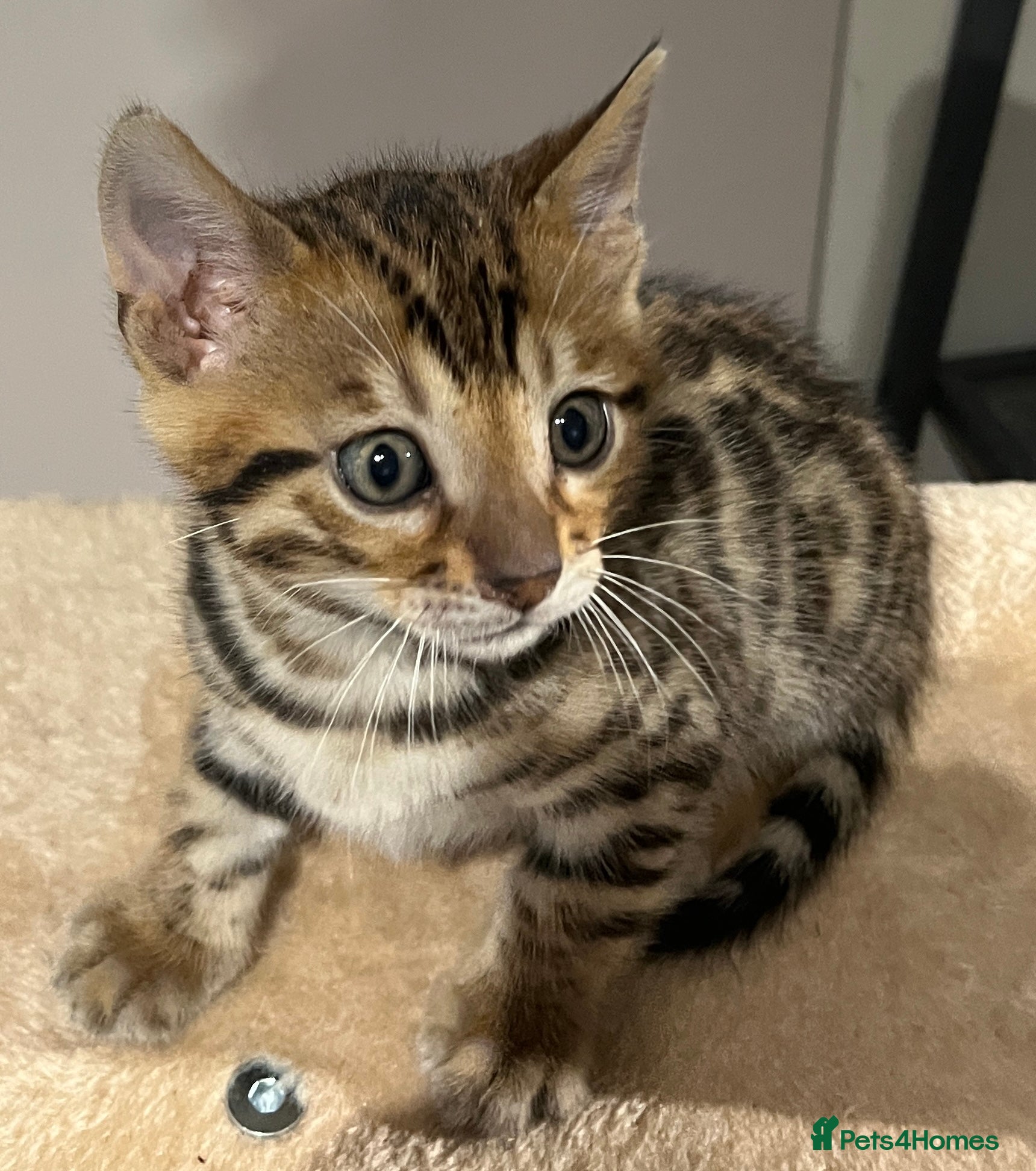Bengal cats Beautiful pedigree bengal cats  - Advert 3