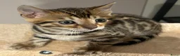 Bengal cats for sale: Beautiful pedigree bengal cats  - Advert 6