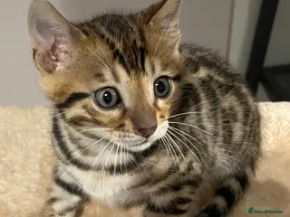 Bengal cats Beautiful pedigree bengal cats - Advert 2