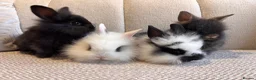 Lionhead rabbits for sale: Adorable Purebred Lionhead Bunny Babies - Advert 2