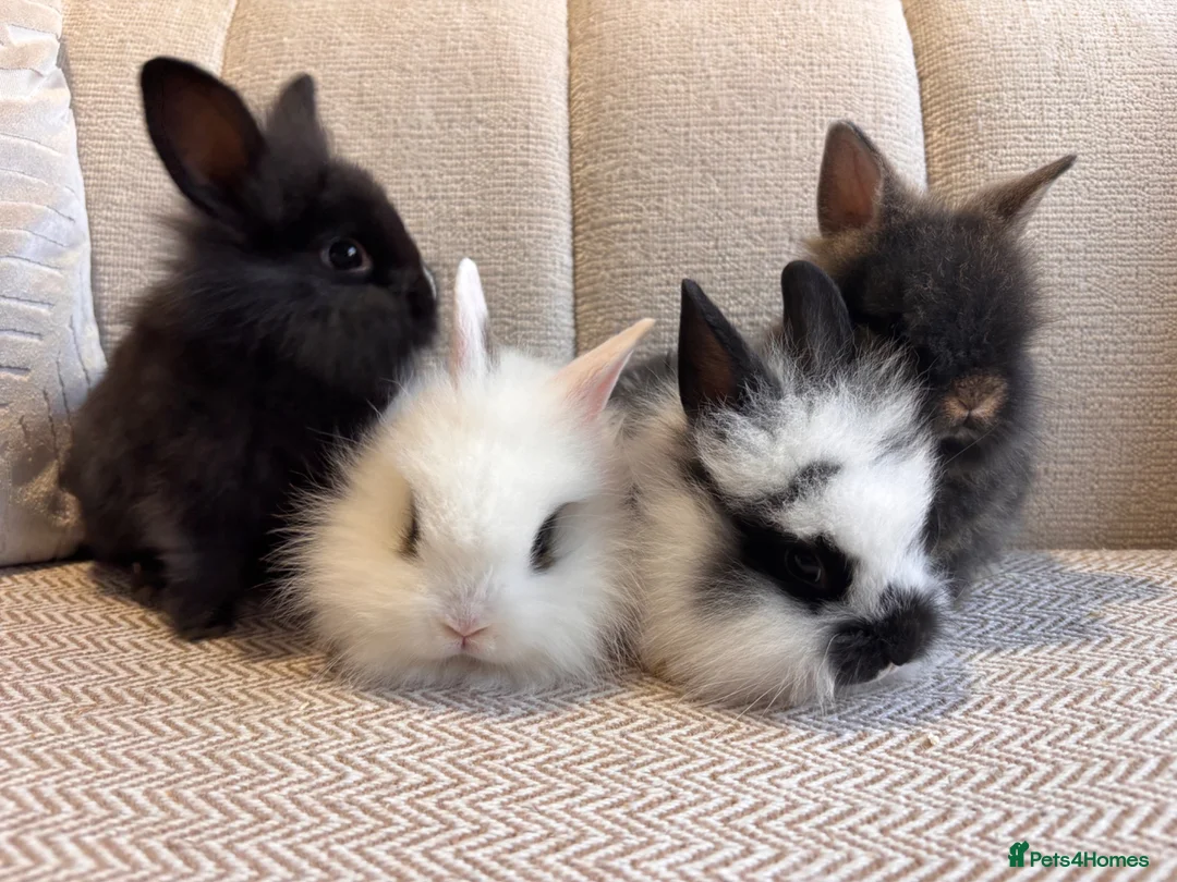 Lionhead rabbits for sale: Adorable Purebred Lionhead Bunny Babies - Advert 2