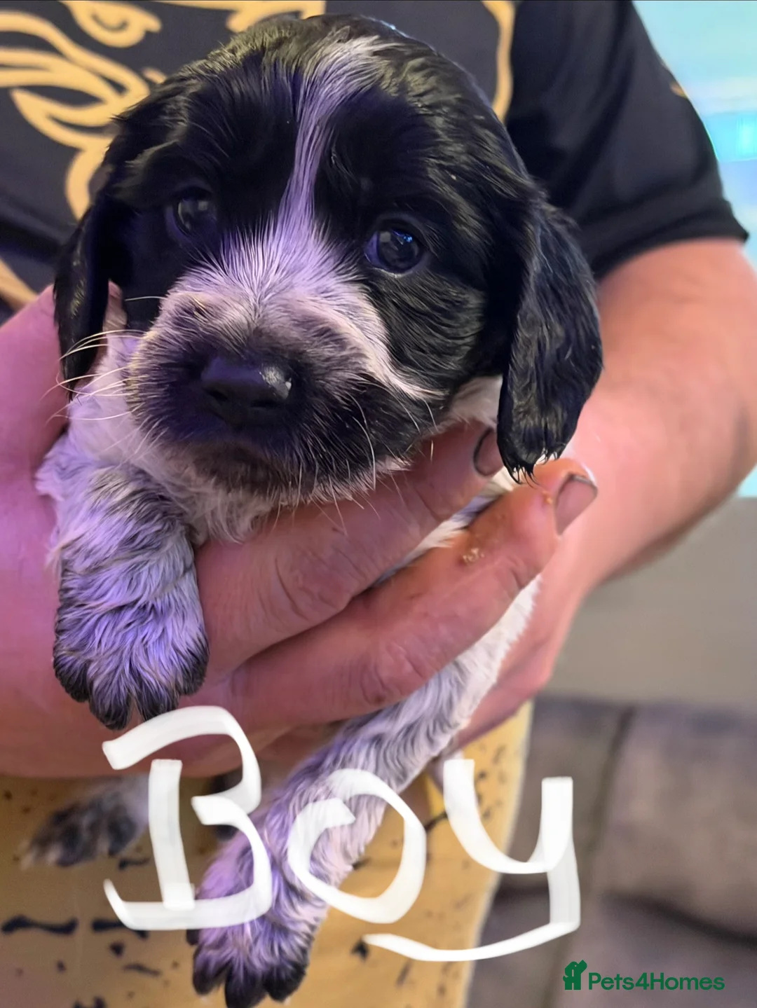 Mixed Breed dogs for sale: Sprocker puppies  - Advert 2