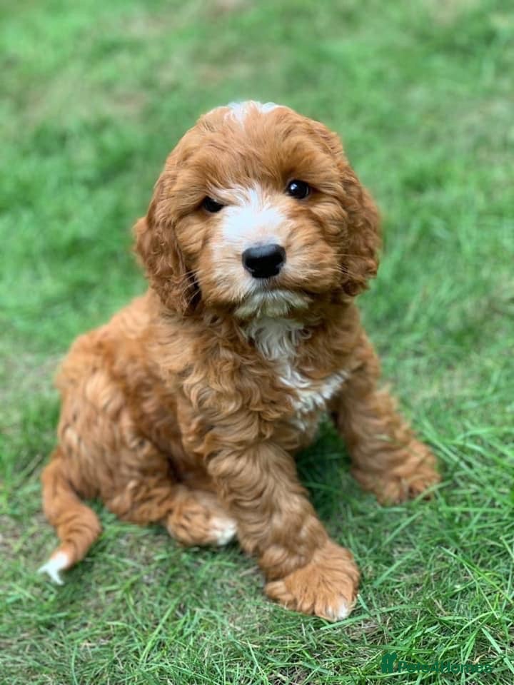 Cockapoo dogs stunning F1 litter, 3 gens of my breeding behind  - Advert 17