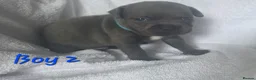 Staffordshire Bull Terrier dogs for sale: Stunning Blue Staffordshire Bull terrier puppy's  - Advert 4