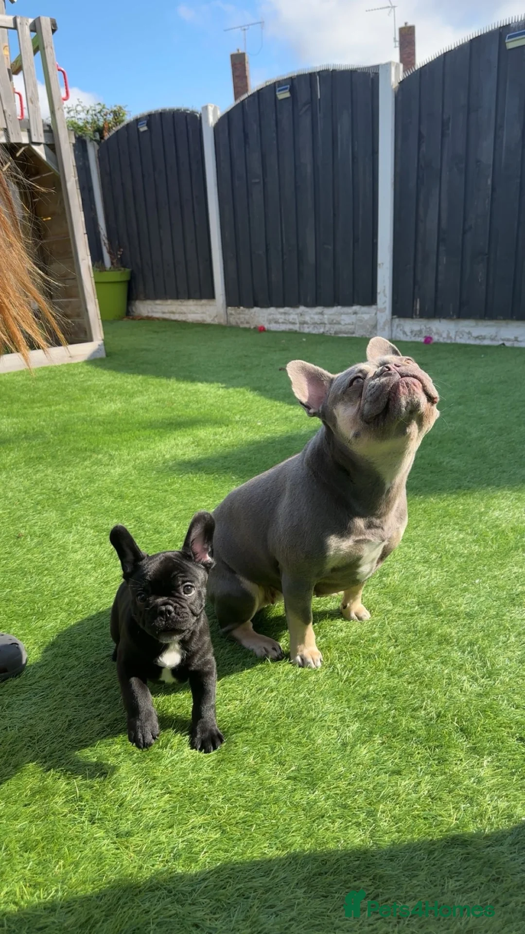 French Bulldog dogs for sale: Arlo and Luna  - Advert 2