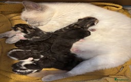 Mixed Breed cats for sale: British shorthair cross kittens - Image 9