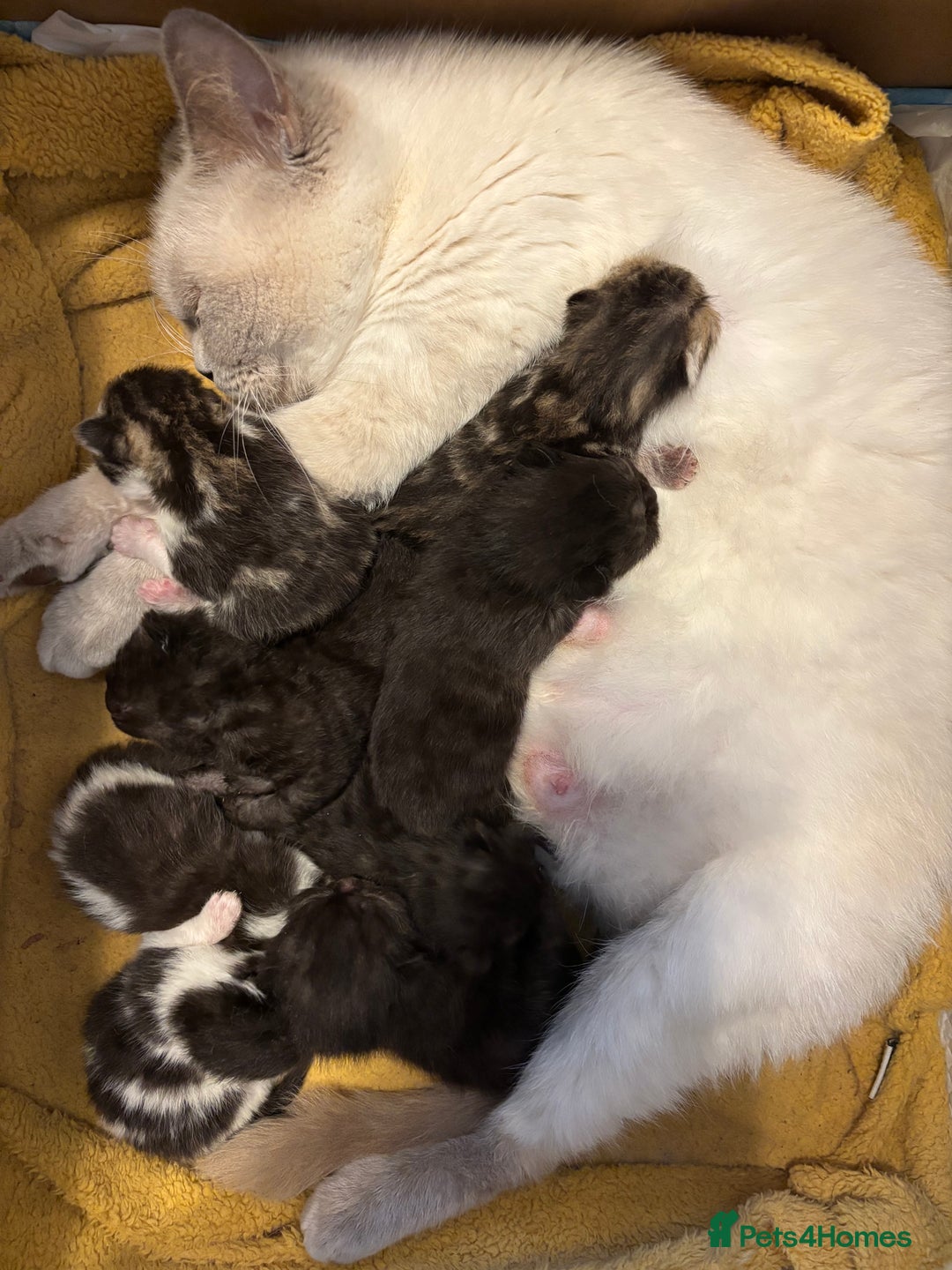 Mixed Breed cats for sale: British shorthair cross kittens - Image 9