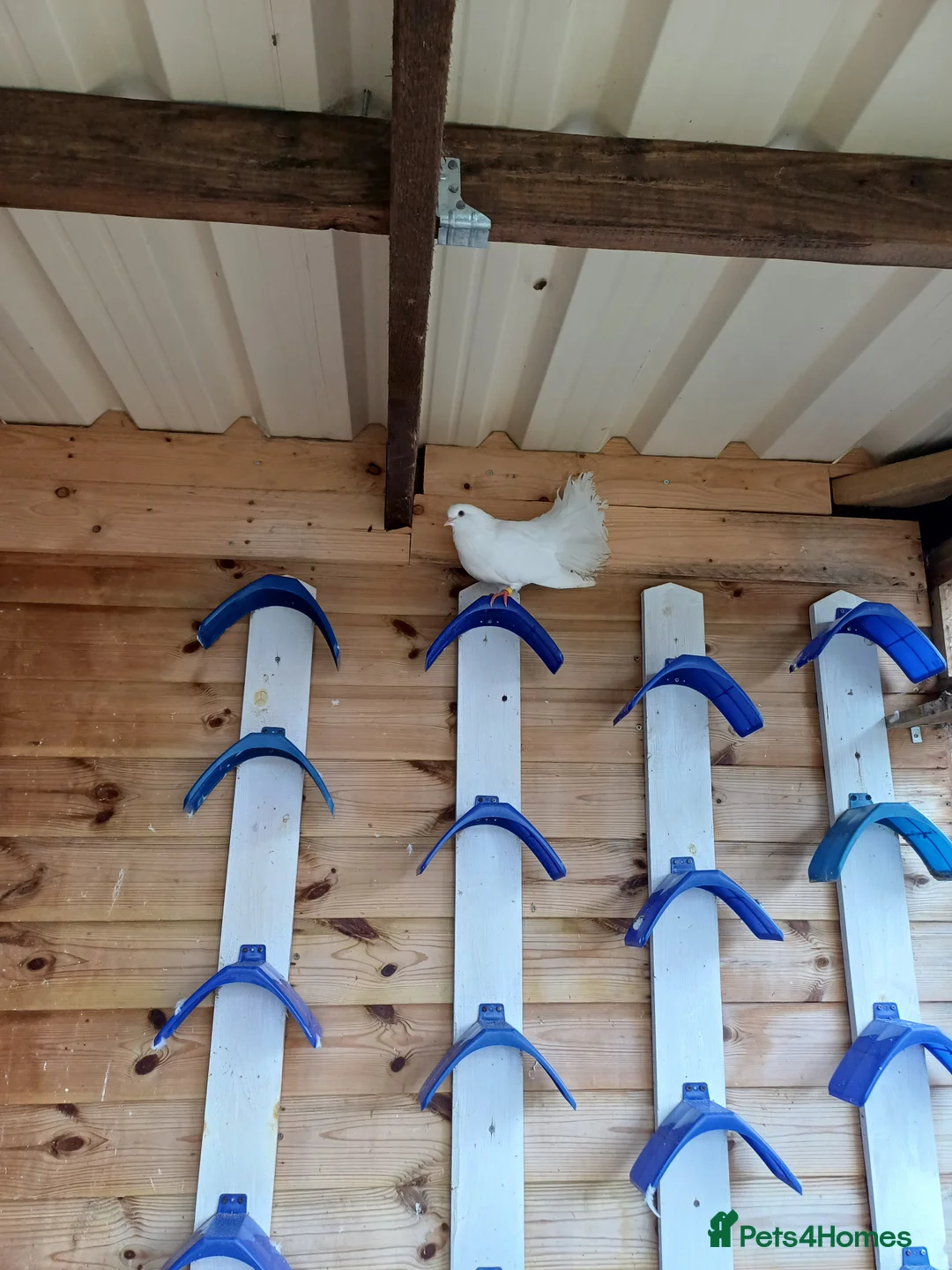 Doves birds for sale: young white fantailed doves - Advert 2