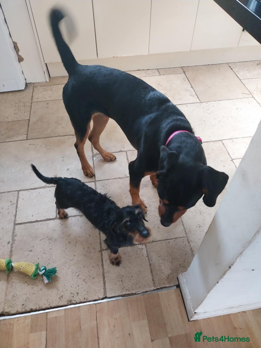 Mixed Breed dogs for adoption: Sky is looking for her forever home  - Image 7