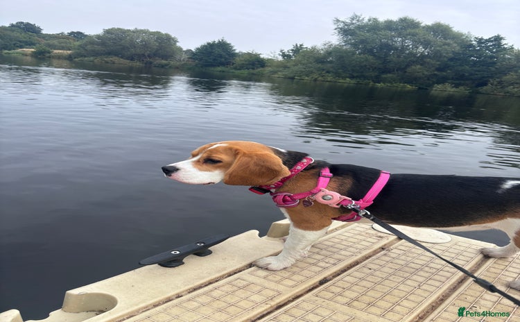 Beagle dogs - Advert 9
