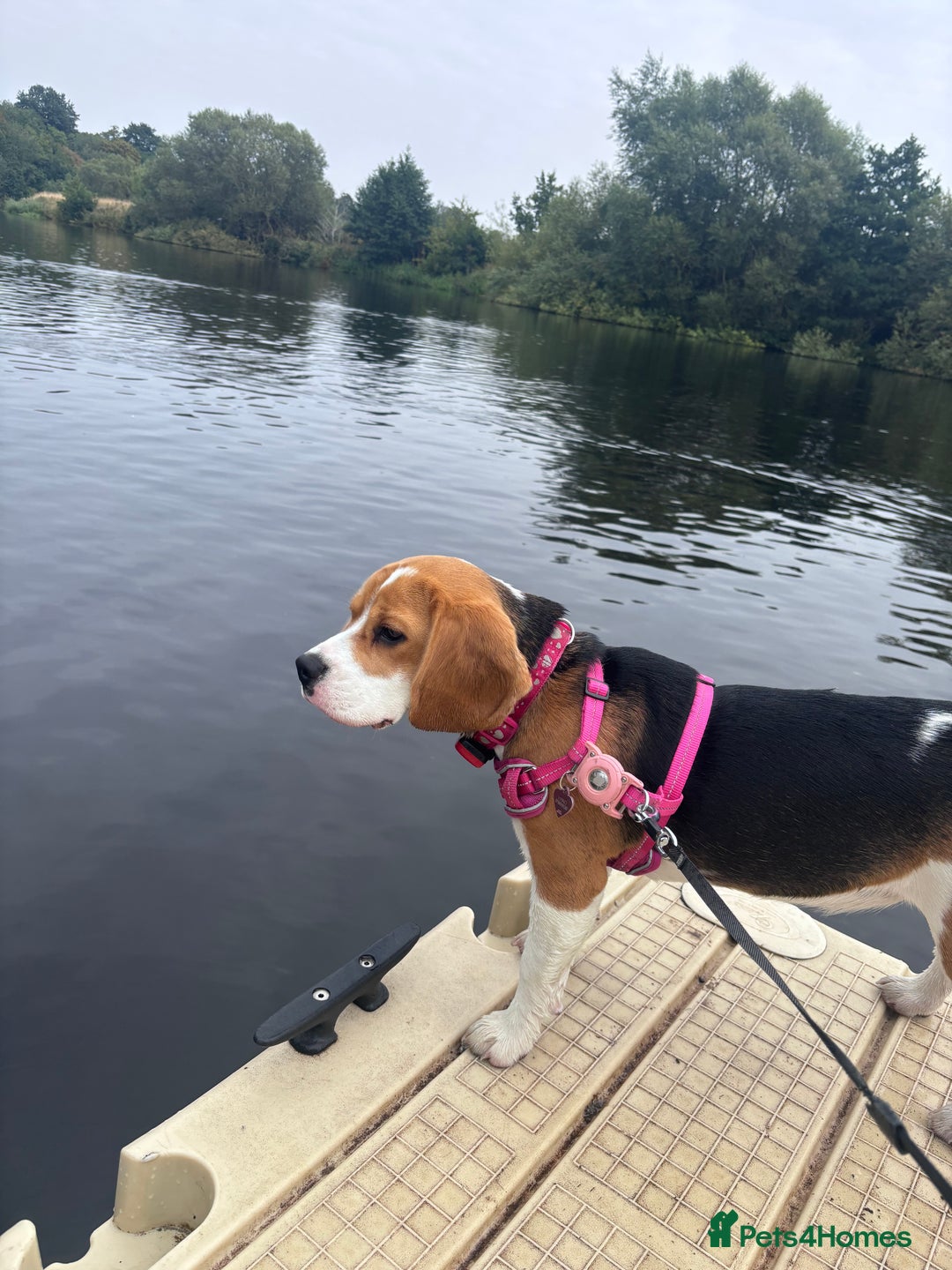 Beagle dogs for sale: Lexi  - Image 1