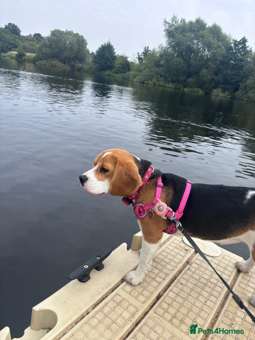 Beagle dogs for sale: Lexi  - Advert 3