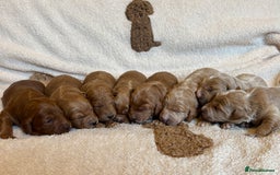 Double Doodle dogs for sale: Stunning Miniature Double Doodles - Advert 1