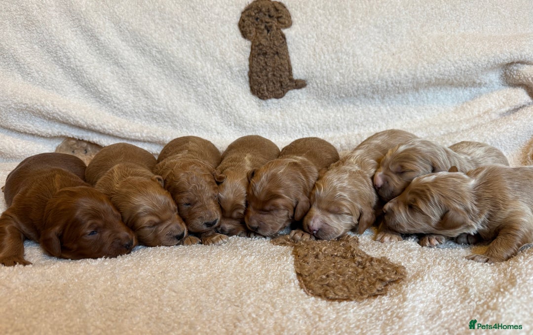 Double Doodle dogs for sale: Stunning Miniature Double Doodles - Advert 1