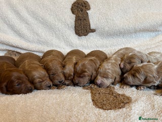 Double Doodle dogs Stunning Miniature Double Doodlee - Advert 4