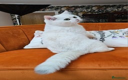 Scottish Fold cats for sale: Excellent Scottish straight kittens  - Image 23