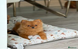 Pomeranian dogs for sale: Beautiful 6-Month-Old Pomeranian Girl for Sale  - Image 7