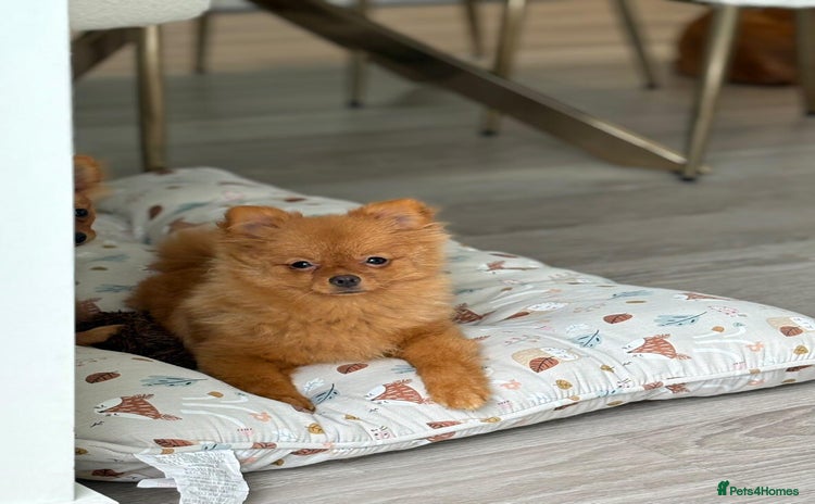 Pomeranian dogs - Advert 2