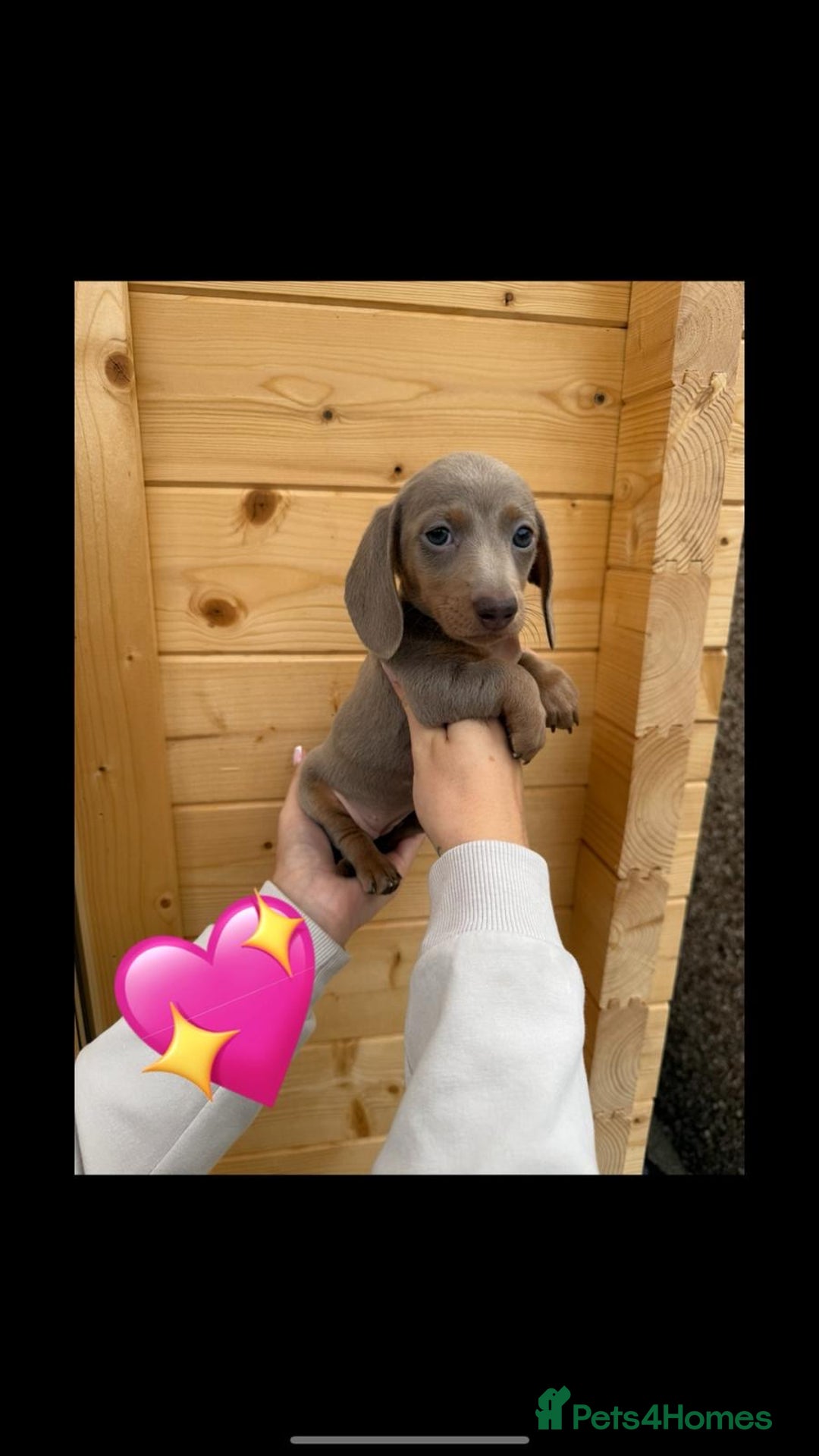 Miniature Dachshund dogs for sale: Miniature Dachshund Puppies - Image 6