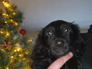 Mixed Breed dogs Dashalier puppies - Advert 18