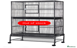 Cockatiels birds for sale: Male Hand Reared Cockatiel + Large Cage + Supplies - Image 4